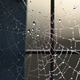 Illustration for article titled City-Dwelling Spiders Build Webs That Don't Work